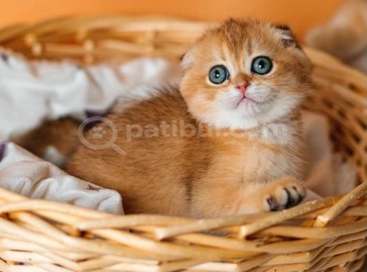 Altın Portakal Golden Scottish Fold görsel