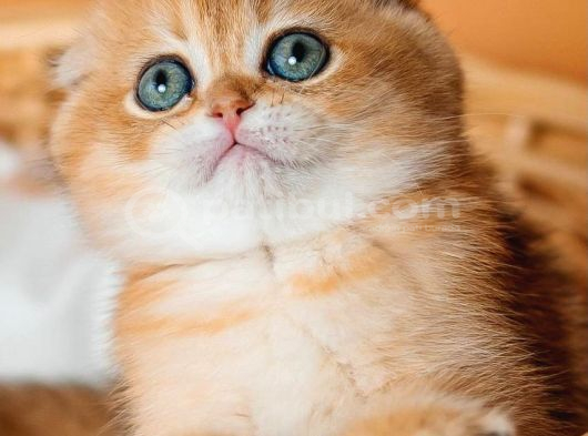 Altın Portakal Golden Scottish Fold