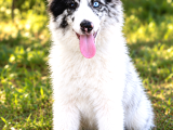 Border Collie Yavrularımız Yeni Ailelerini Bekliyor