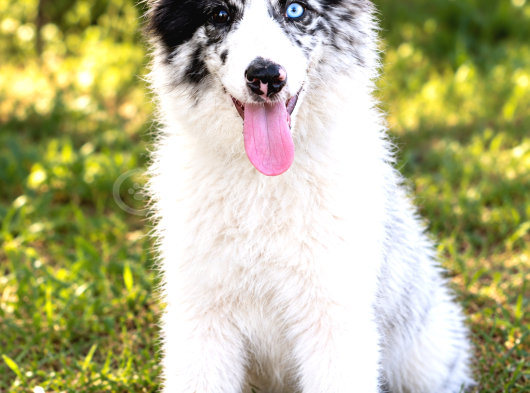 Border Collie Yavrularımız Yeni Ailelerini Bekliyor