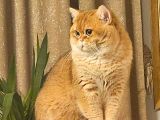 Irk Garantili Golden Bebekler