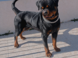 Extream Rotweiller Yavrular