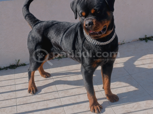 Extream Rotweiller Yavrular görsel