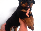 Extream Rotweiller Yavrular