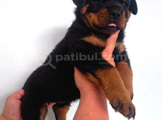 Extream Rotweiller Yavrular görsel