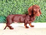 Çikolata Ve Black Tan Dachshund Yavrular