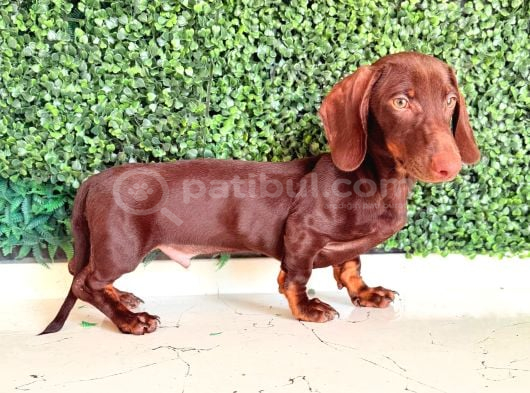 Çikolata ve Black tan Dachshund Yavrular