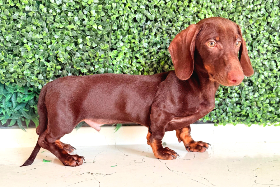 Çikolata Ve Black Tan Dachshund Yavrular