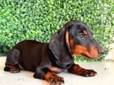 Çikolata Ve Black Tan Dachshund Yavrular