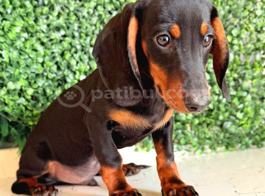 Çikolata Ve Black Tan Dachshund Yavrular görsel