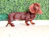 Çikolata Ve Black Tan Dachshund Yavrular