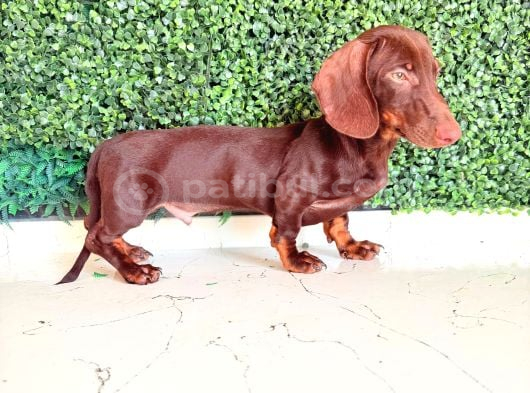 Çikolata Ve Black Tan Dachshund Yavrular görsel