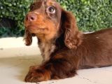 Longhair Dachshund Yavru