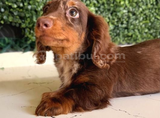 Longhair Dachshund Yavru görsel