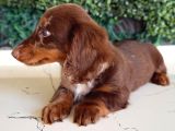 Longhair Dachshund Yavru