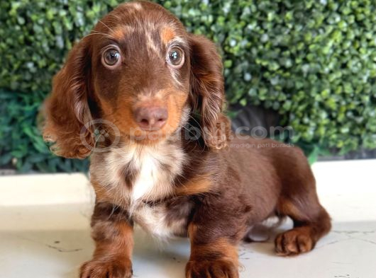 Longhair Dachshund yavru