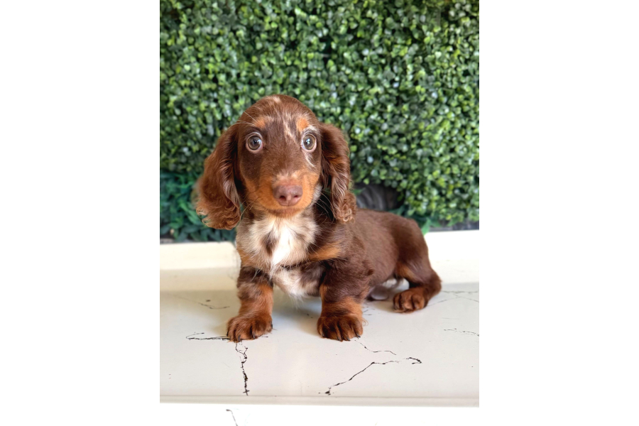 Longhair Dachshund Yavru
