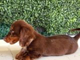 Longhair Dachshund Yavru