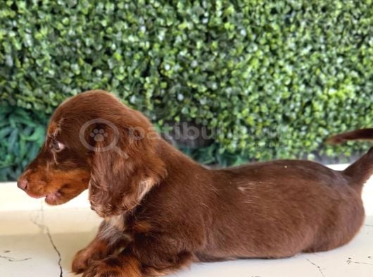 Longhair Dachshund Yavru görsel