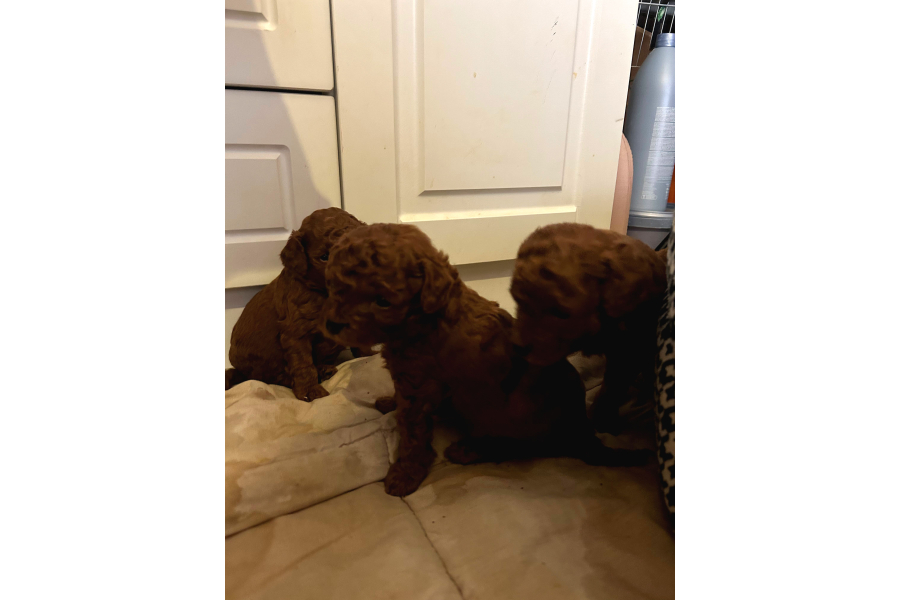 Rezerveye Acik Red Brown Toy Poodle Yavrular