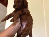 Rezerveye acik red Brown Toy Poodle yavrular