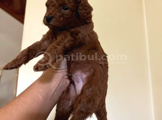 Rezerveye acik red Brown Toy Poodle yavrular
