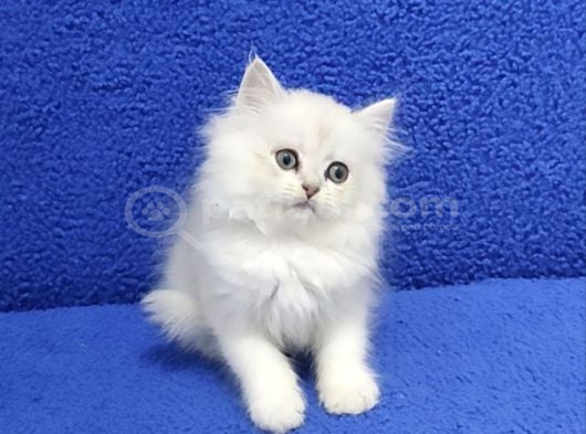 Si̇lver Ponçi̇k Yeni̇ Yuvasini Ariyor görsel