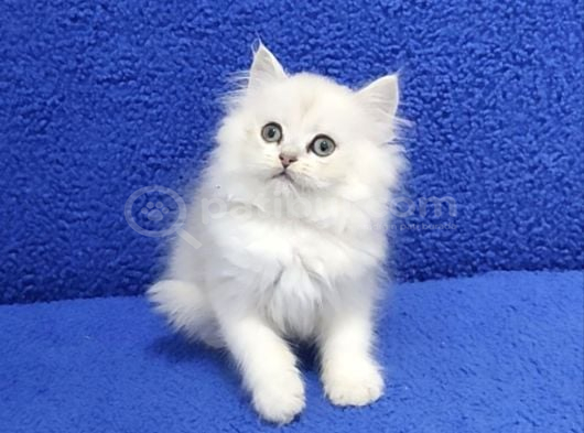Si̇lver Ponçi̇k Yeni̇ Yuvasini Ariyor görsel