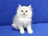 Si̇lver Ponçi̇k Yeni̇ Yuvasini Ariyor