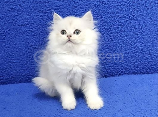 Si̇lver Ponçi̇k Yeni̇ Yuvasini Ariyor görsel