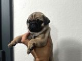 Sıfır Burun Gül Kuyruk Pug Mops