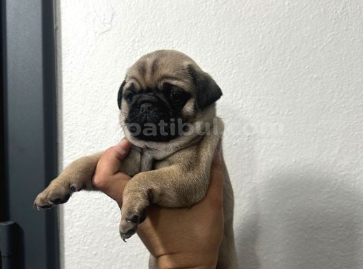 Sıfır Burun Gül Kuyruk Pug Mops