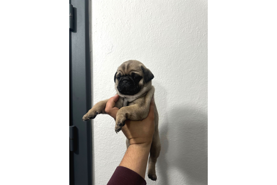 Sıfır Burun Gül Kuyruk Pug Mops