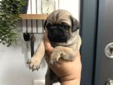 Sıfır Burun Gül Kuyruk Pug Mops