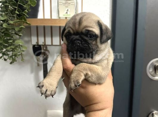 Sıfır Burun Gül Kuyruk Pug Mops görsel