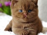 Pofuduk Chocolate British Shorthair