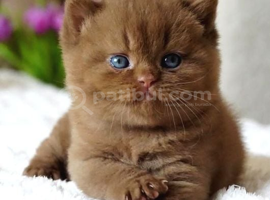 Pofuduk Chocolate British Shorthair