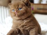 Pofuduk Chocolate British Shorthair