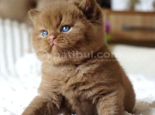 Pofuduk Chocolate British Shorthair görsel