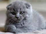 Sevgi Yumağı Gri Scottish Fold