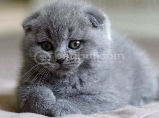 Sevgi Yumağı Gri Scottish Fold