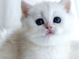 Kar Tanesi Silver British Shorthair