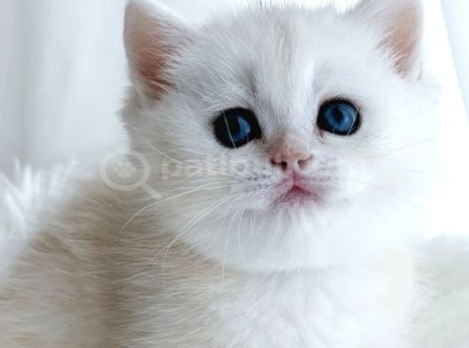 Kar Tanesi Silver British Shorthair
