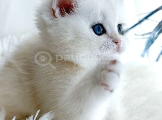 Kar Tanesi Silver British Shorthair görsel