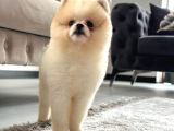 Ayı Surat White Teddy
