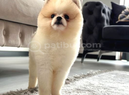 Ayı Surat White Teddy görsel