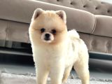 Ayı Surat White Teddy
