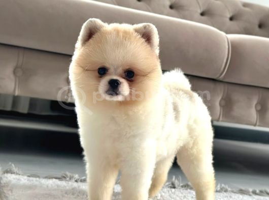 Ayı surat white Teddy