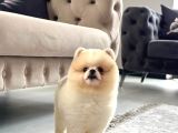 Ayı Surat White Teddy