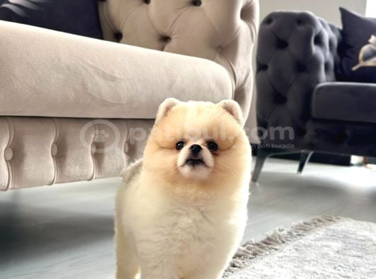 Ayı Surat White Teddy görsel
